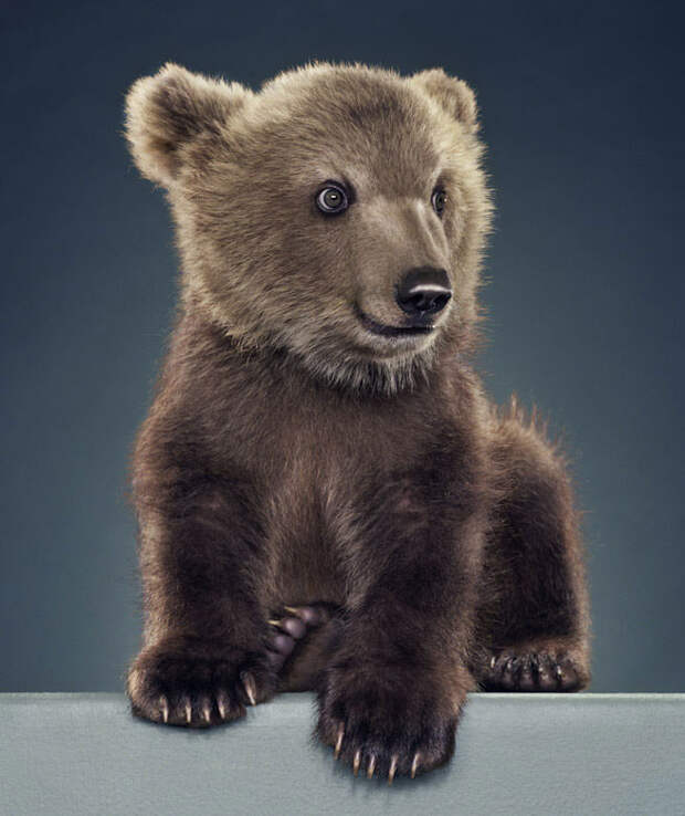 Ми-ми-мишки