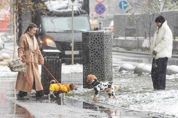 Юрист: штрафы за ненадлежащий выгул собак редки, альтернативой мог бы стать налог