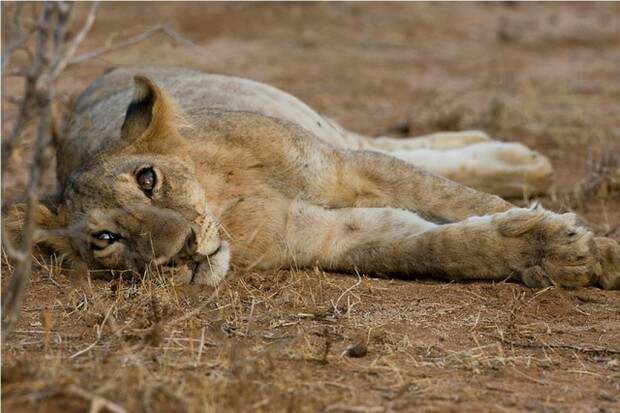 Львы (лат. Panthera leo) (англ. Lions)