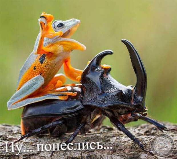 Ну... понеслись...