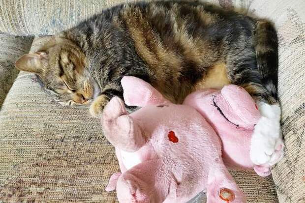 игрушка и кот кот с игрушкой