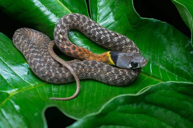 Уж фото змеи (вид - Rhabdophis subminiatus)