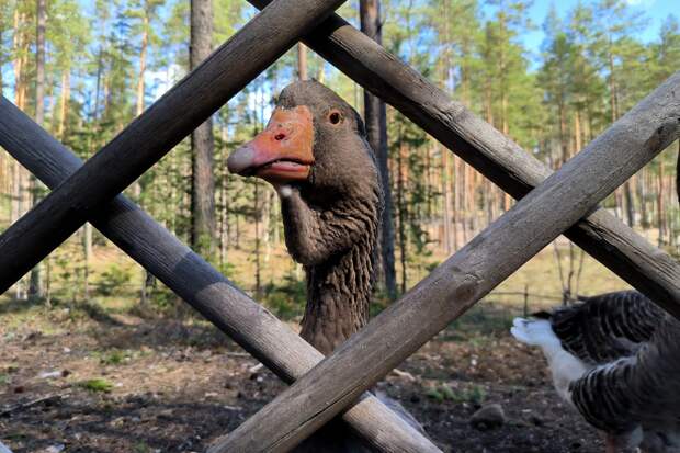 Украинские военкомы «мобилизовали» гуся и подрались с пенсионеркой