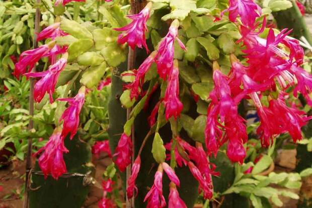 Упрямый цветок: как уговорить декабрист зацвести к Новому году