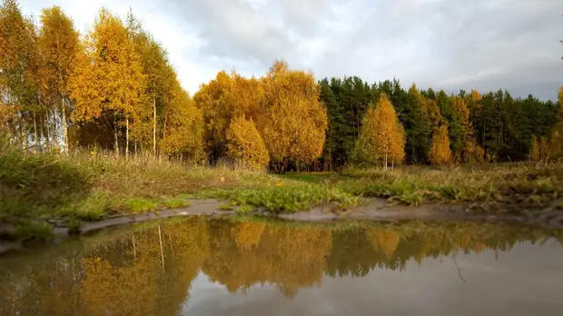 Путин рассказал о принимаемых в России мерах по защите лесов