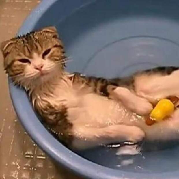 Как купать котенка без мучений?