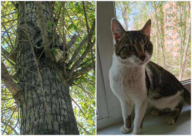 Три дня просидел на дереве: кот-верхолаз будет ждать хозяев на «Дне Хвоста»