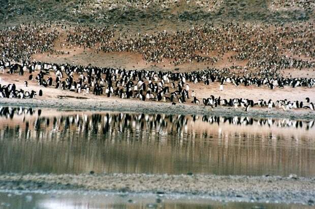 Тысячи пигнвинят в Антарктике погибли от голода антарктида, животные, изменения климата, пингвины, пингвины Адели, птицы, экологи, экология