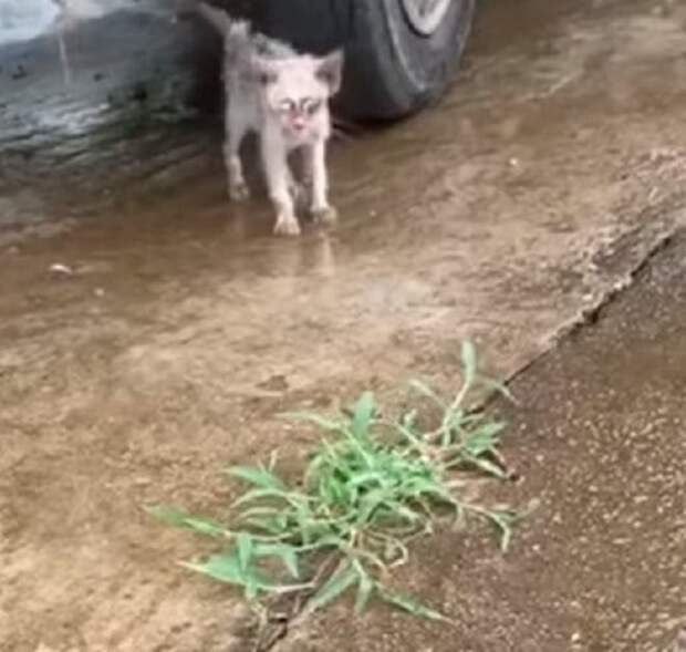 Котенок на улице Котенок стоит