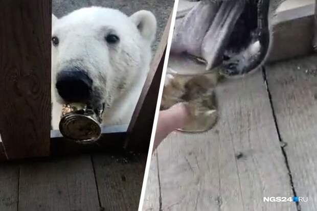 На севере Красноярского края медведя не освободили от консервной банки