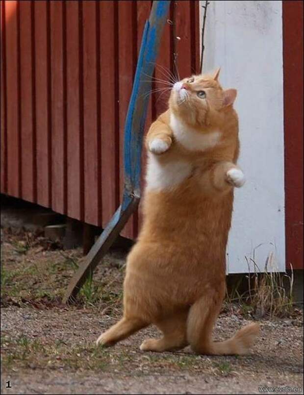 Котики
