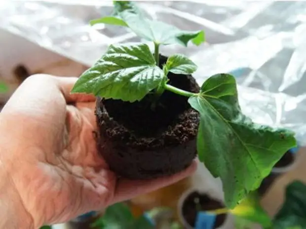 Растение не цветет при плохом освещении