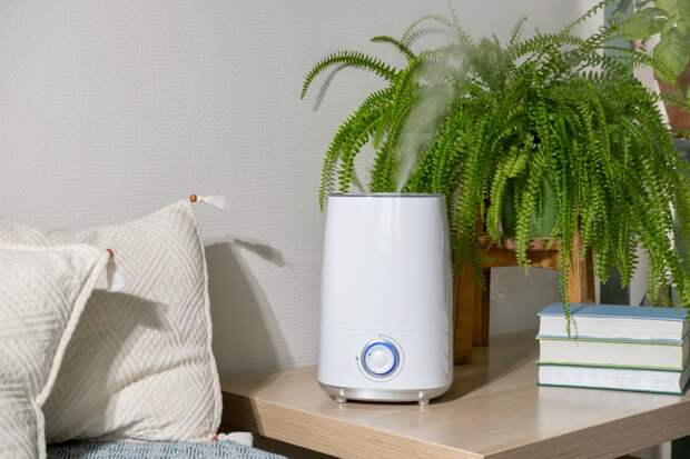 Россиян предупредили об опасности недостаточно влажных комнат