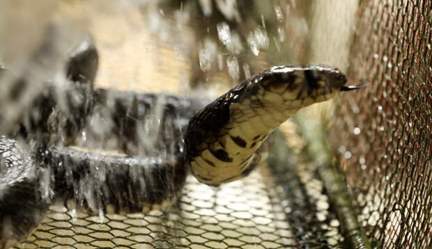 Ядовитая змея укусила женщину три раза