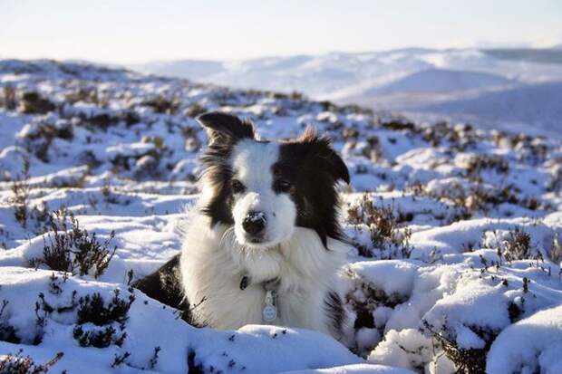 border_collie_02