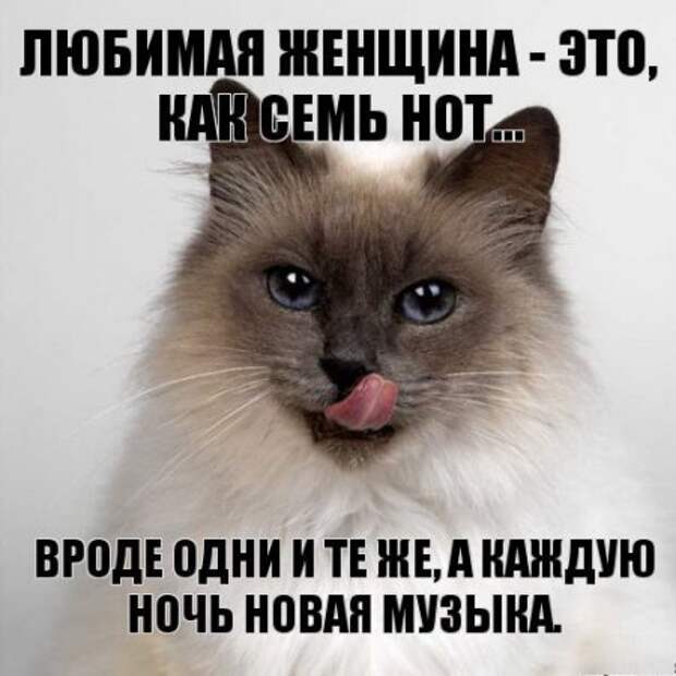 Интересные фразы с картинками о жизни и с юмором.