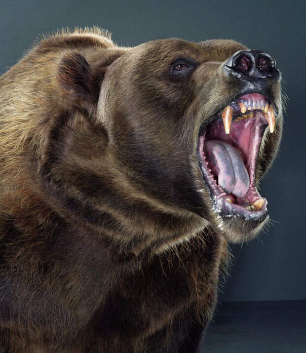 Ми-ми-мишки