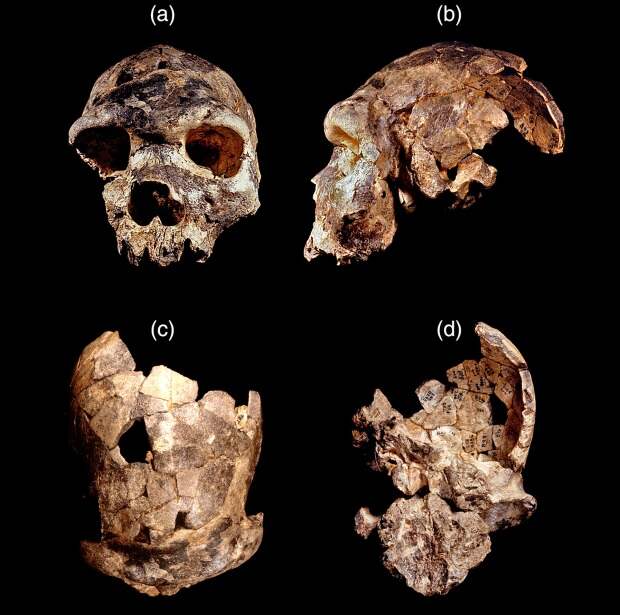 Африканских предков современных людей назвали Homo bodoensis