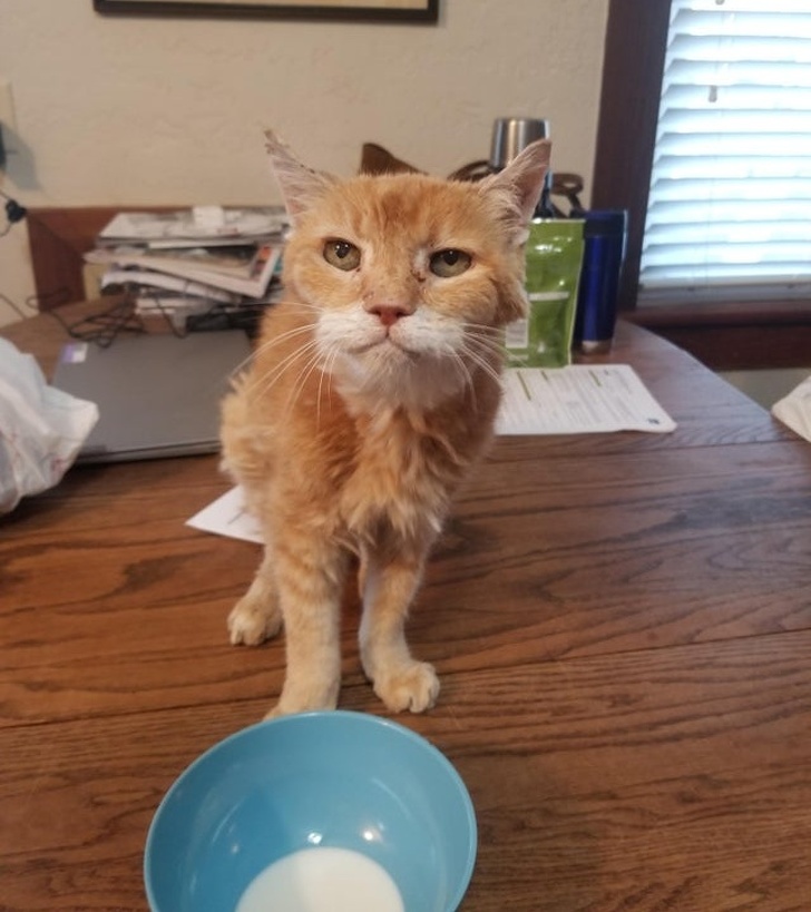 18 кошачьих привычек, которые заставляют людей восторженно пищать