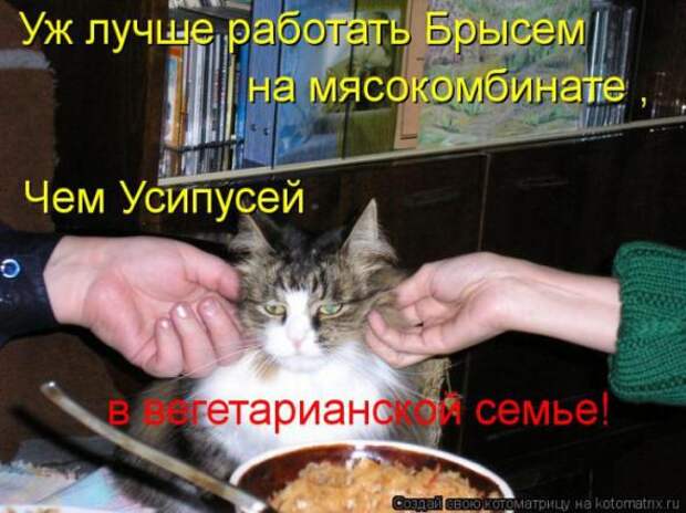 Котоматрицы (картинки с надписями)