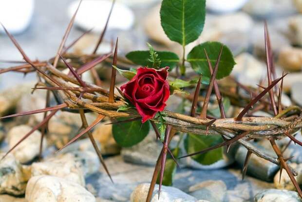 Терновый венец с розами (Иллюстрация из открытых источников)