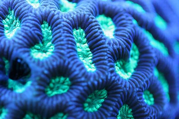 macroshots04 macroshots04 Удивительная макросъемка кораллов