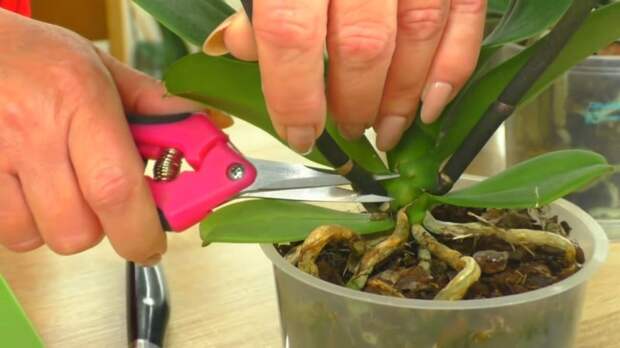 Как вырастить новую орхидею-детку из срезанного цветоноса