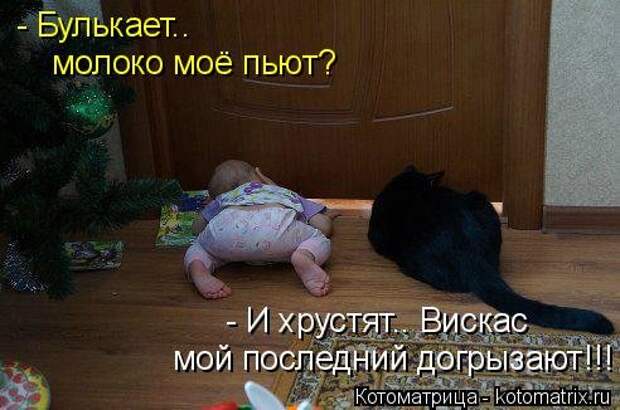 Новая котоматрица (30 фото)