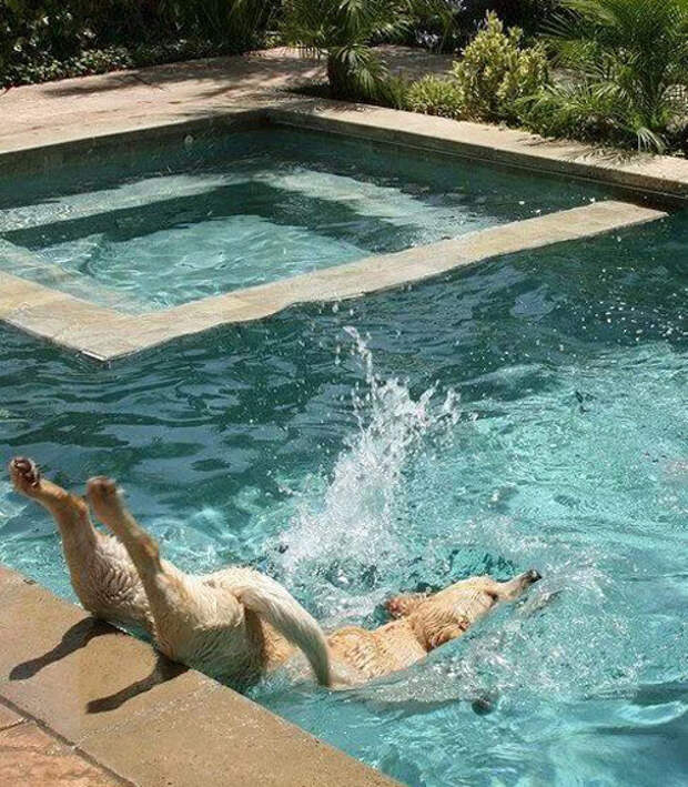 Это собака попытка плавание.