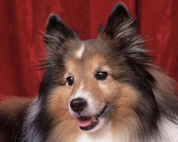 sheltie5