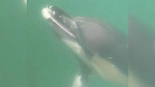 В Новороссийске дельфин-попрошайка ловко клянчил рыбу ВИДЕО
