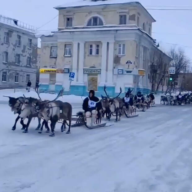 Мчащихся по улицам российского города оленей сняли на видео