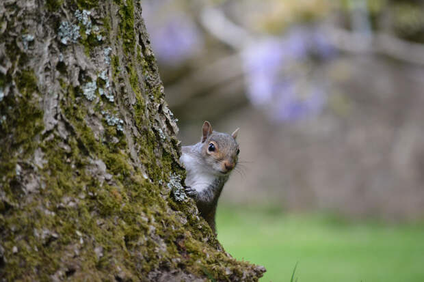 Победители конкурса фотографий Mammal Photographer 2020