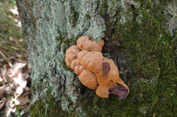 как вкусно приготовить грибы