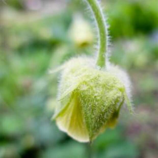 Анемона желтая (Yellow anemone)