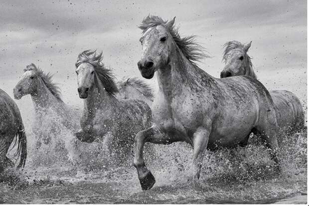 Сила и грация, великолепные лошади на фотографиях Конрада Бака