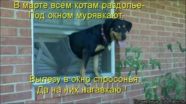 Лучшие котоматрицы