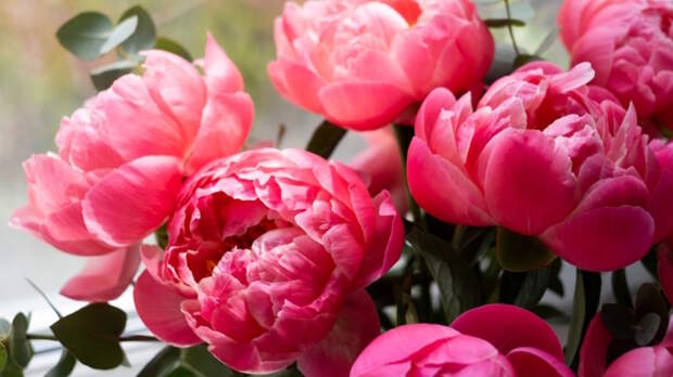 Когда сажать пионы весной: сроки и правила, которые обеспечат пышное цветение на 20 лет вперед