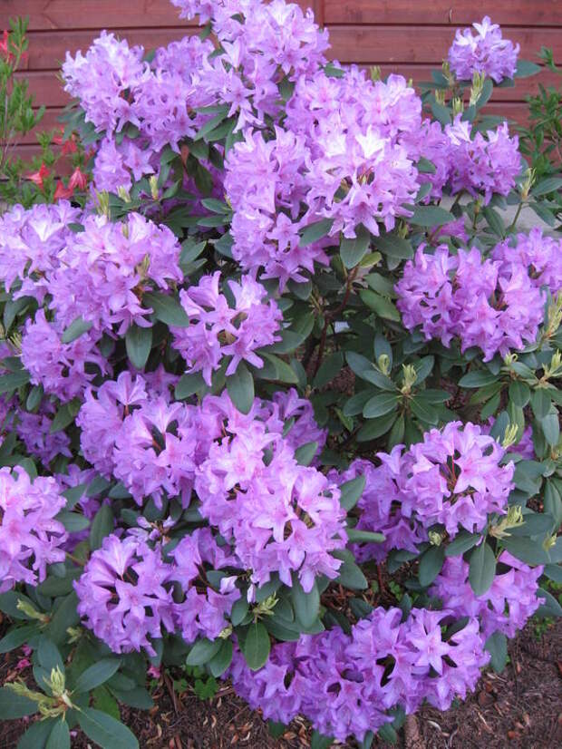 Рододендрон Катевбинский Грандифлорум «Catawbiense Grandiflorum»