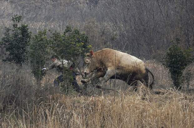Разъяренная корова
