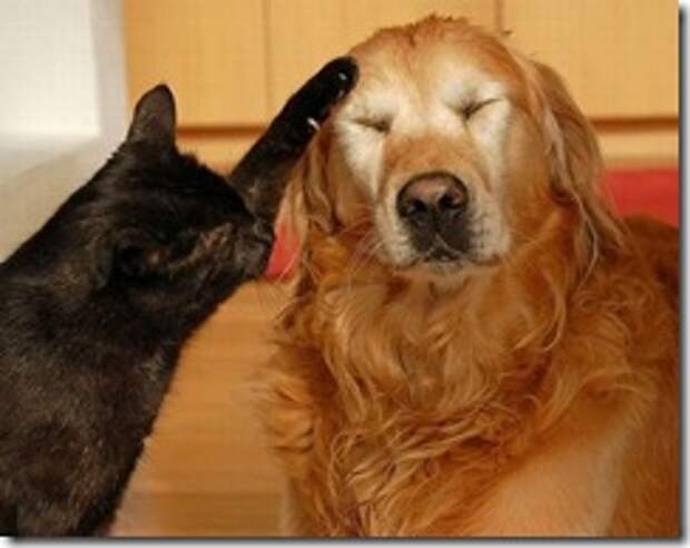 cat_and_dog_55