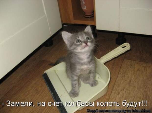 Свежая котоматрица для всех (38 фото)
