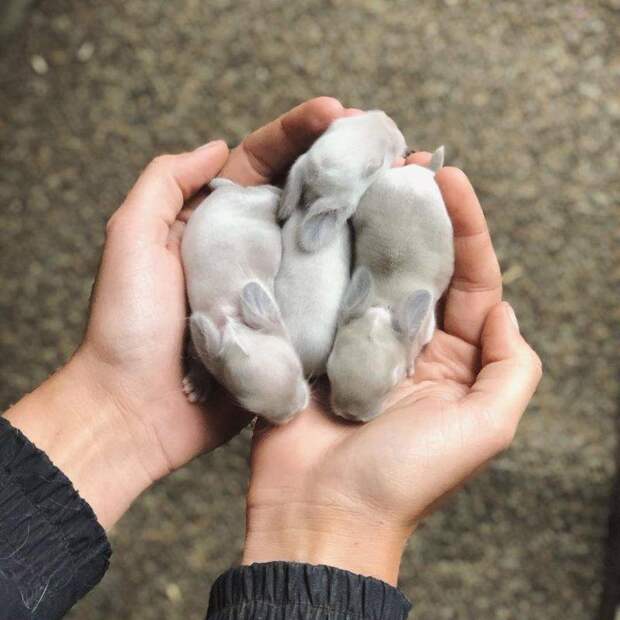 20 мимишных малышей животных, которые согреют душу в этот холодный денек