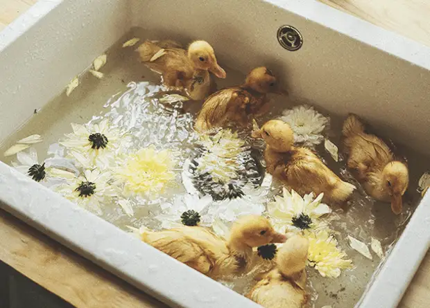 Синдром утёнка: почему нам часто кажется, что раньше было лучше