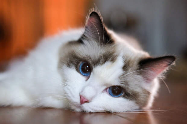 Ветврач Шеляков: отказ от еды может указывать на болезнь у питомца