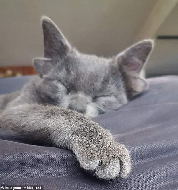 Nap time! People can't get enough of Midas and its four ears, but the feline, pictured, does not seem aware of its online notoriety