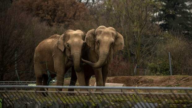 Во Франции открыли дом престарелых для слонов