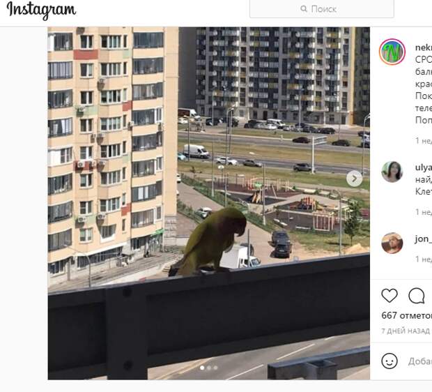 Заблудшего попугая приютили на Покровской