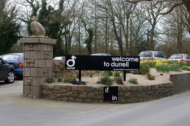 Фото №13 - Джералд Даррелл: экспедиция длиною в жизнь