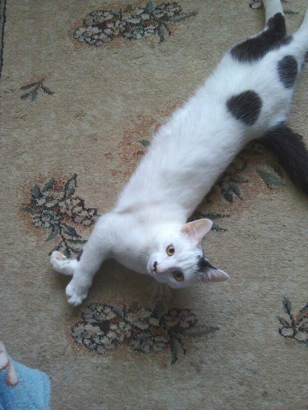 кошка